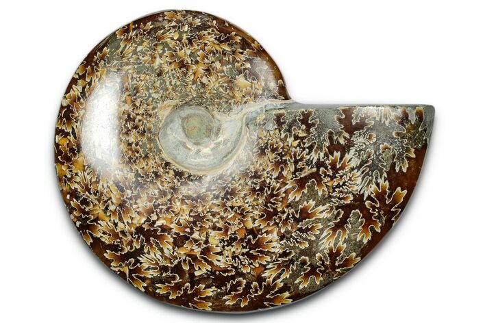 Polished Ammonite (Cleoniceras) Fossil - Madagascar #344308
